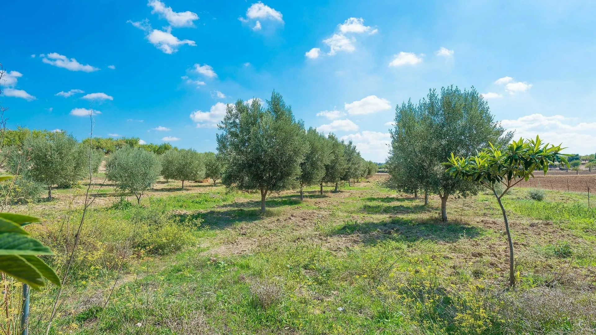 Villa Granja Inca  Inca (Mallorca)
